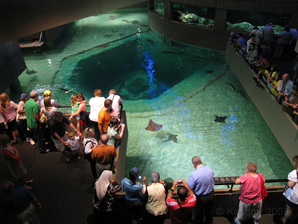 Baltimore MD 2009 1480.jpg - A4th of July trip to Washington DC in 2009 included a stop in Baltimore MD to see the National Aquarium.